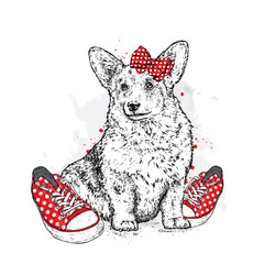 Cute puppy with bows and sneakers in polka dots. Vector illustration for a postcard or a poster, print for clothes. Pedigree dog. Welsh Corgi.