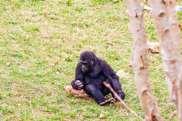 Gorilla in Cabarceno National Park