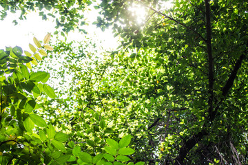 Fototapeta na wymiar Leaves green, sunshine in summer wild nature