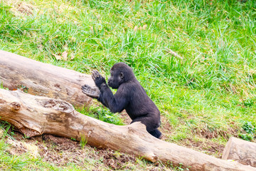 Gorilla in Cabarceno National Park