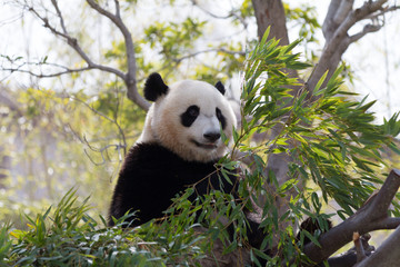 Fototapeta premium パンダ