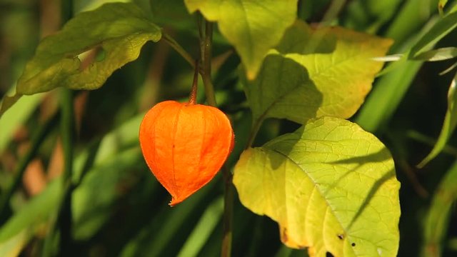 Orange lantern of physalis alkekengi among green leaves
