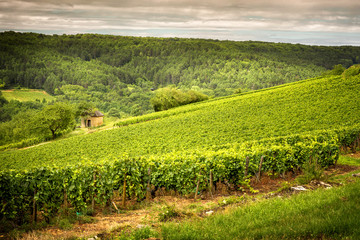 Fototapeta na wymiar Hills covered with vineyards in the wine region of Burgundy, France