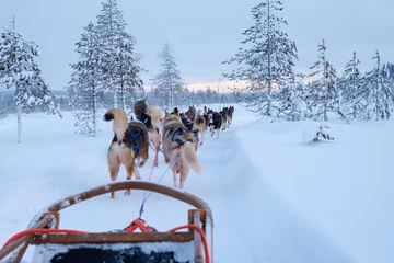 Foto auf Alu-Dibond Riding husky sledge in Lapland landscape © Nejron Photo