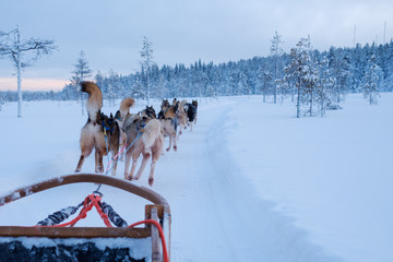 Riding husky sledge in Lapland landscape © Nejron Photo