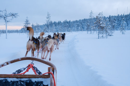 Riding Husky Sledge In Lapland Landscape