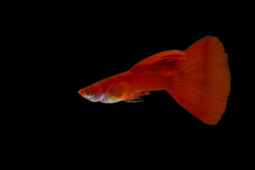 A guppy fish with a bright red color on a black background isoled. - obrazy, fototapety, plakaty