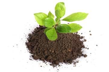 Green plant growing in soil isolated on a white