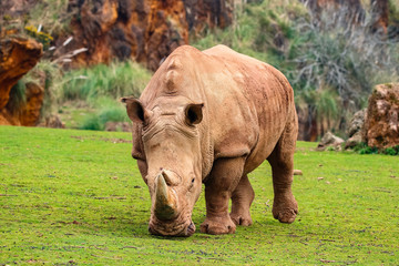 Fototapeta premium White rhinoceros or White Rhino, Ceratotherium simum, with big horn in Cabarceno Natural Park