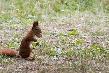 Red squirrel, Sciurus vulgaris, holding a walnut