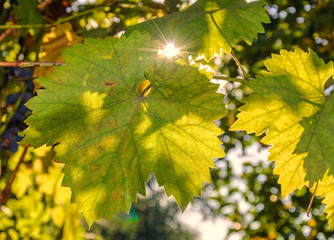 Leaves of grapes in the rays of autumn sun at sunset