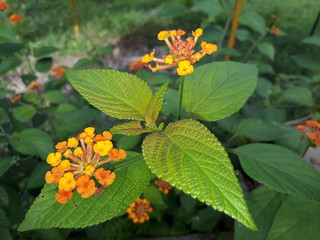 Fresh leaves and flowers in outskirts of Himalyas.