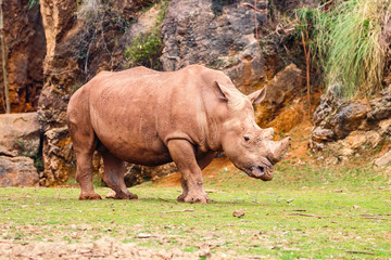 White rhinoceros or White Rhino, Ceratotherium simum, with big horn in Cabarceno Natural Park
