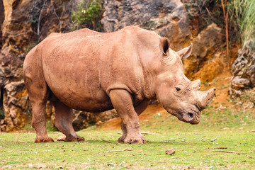 White rhinoceros or White Rhino, Ceratotherium simum, with big horn in Cabarceno Natural Park