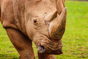 Obraz premium White rhinoceros or White Rhino, Ceratotherium simum, with big horn in Cabarceno Natural Park