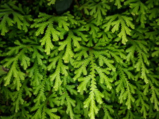 Fresh fern leaves in outskirts of Himlayas.