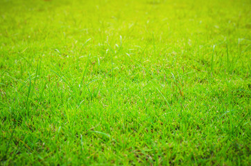 close up green grass texture in the park. green nature background.