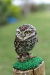 Little Owl, Portrait of a Little Owl Photographed