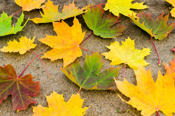 Yellowed maple leaves on the ground