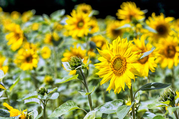Obraz premium Field of Sunflowers