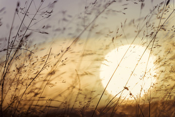 Dry grass in direct sunlight at sunset