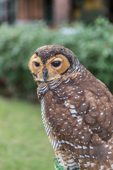 Owl portrait