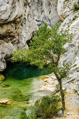 Tree near small river in Gorges de Galamus, France