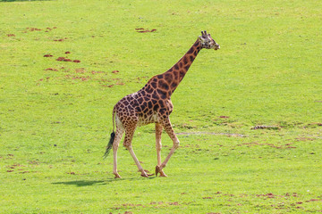 Giraffe (Giraffa camelopardalis)