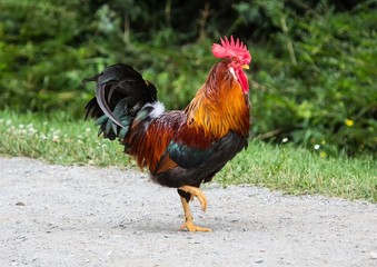 Cock on a farm in Germany