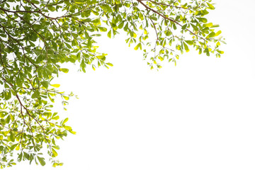 green leaves isolated on white background