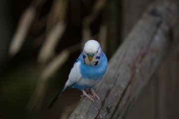 Blue Parakeet is sitting on a perch in summer