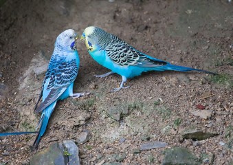 Two blue Parakeets are playing together in summer