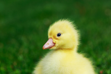 little yellow duckling