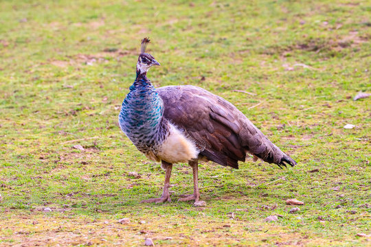 Peacock feeding in a meadow