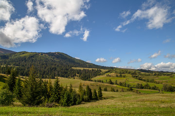 Fototapeta na wymiar fir-tree on background of mountain field beautiful landscape 
