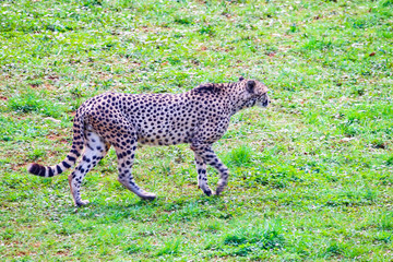 African Cheetah (Acinonyx jubatus) in the grass