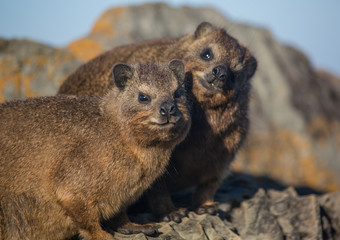 Sun bathing rock hyrax aka Procavia capensis at the Otter Trais at the Indian Ocean