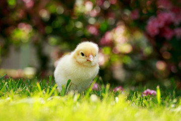 the little chicken