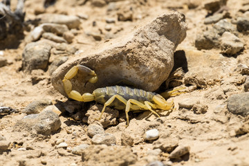 Scorpion deathstalker from the Negev desert seeks shelter under stone (Leiurus quinquestriatus)