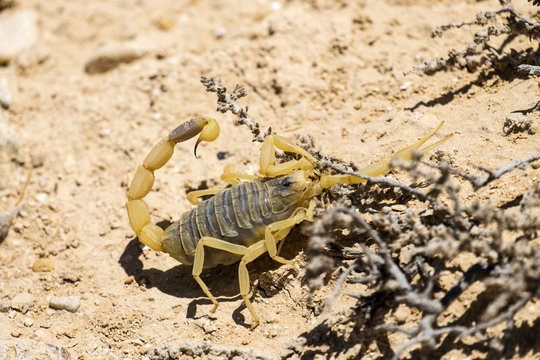 Scorpion deathstalker from the Negev desert seeking refuge (Leiurus quinquestriatus)
