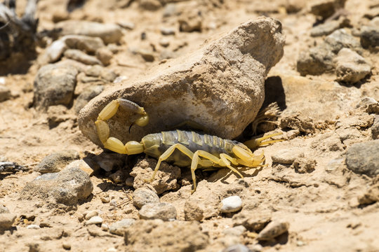 Scorpion deathstalker from the Negev desert seeks shelter under stone (Leiurus quinquestriatus)