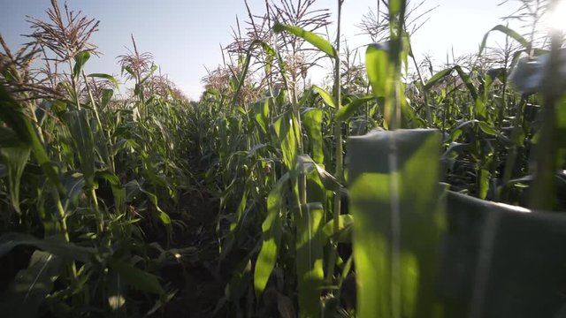 Wide steadicam shot moving through a row of corn.
