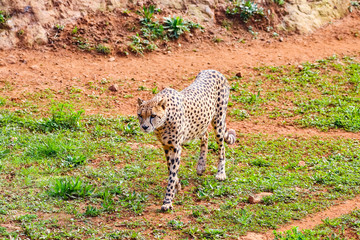 Fototapeta na wymiar African Cheetah (Acinonyx jubatus) in the grass