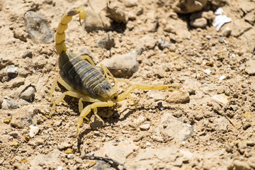 Scorpion deathstalker from the Negev desert took a defensive stance (Leiurus quinquestriatus) © Lastovetskiy