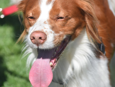 Brittany Spaniel Images Browse 16 Stock Photos Vectors and