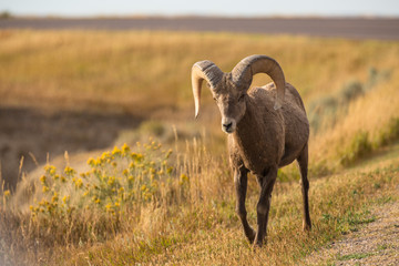 Bighorn mountain sheep ram walking along highway road in national park