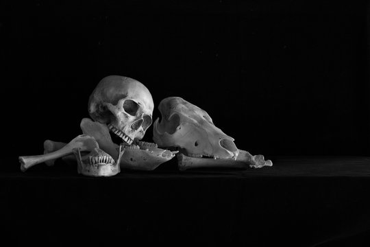 Still Life with Human skull and Animal skull on pile of bone in dark Halloween night