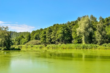 Sunny summer landscape. Green pond and blue sky.