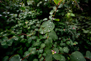 Water drop on the leaves of the bush in the garden