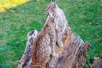 Eurasian lynx or Boreal Lynx  (Lynx lynx),  is a medium-sized cat native to Siberia, Central, East, and Southern Asia, North, Central and Eastern Europe